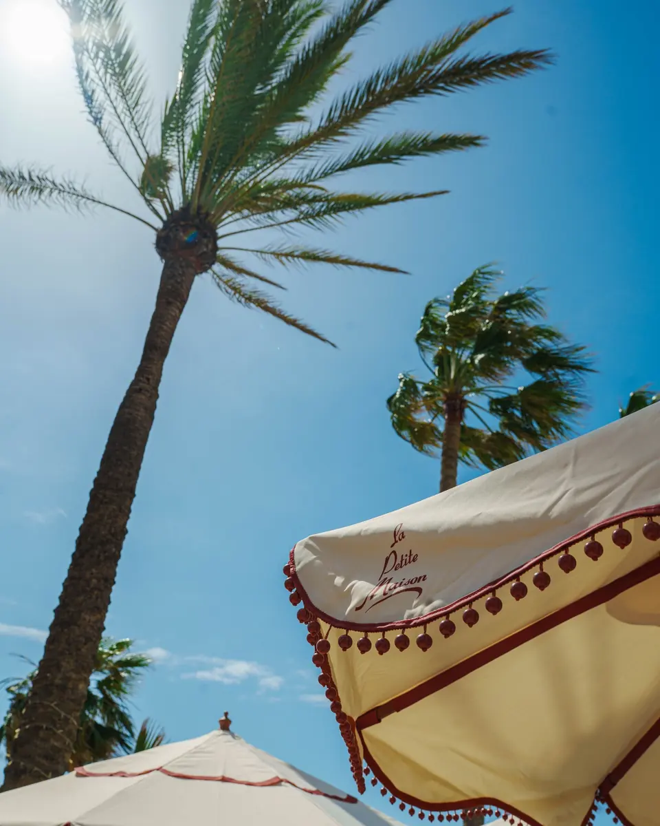 A scalloped La Petite Maison parasol and a palm against a clear morning sky